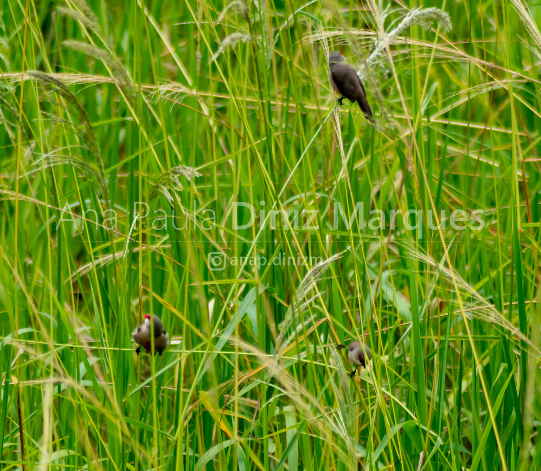 Adult (red beak) Common Waxbill (Estrilda astrild) birds - Bico-de-lacre